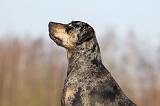 CATAHOULA 025
